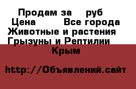 Продам за 50 руб. › Цена ­ 50 - Все города Животные и растения » Грызуны и Рептилии   . Крым